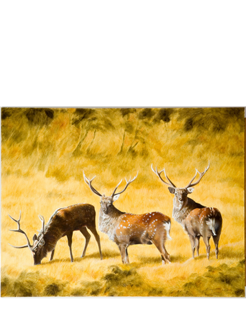 Study Of A Sika Stag