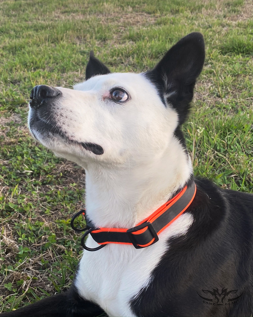 Game Gear Silicone Rubber Dog Collar on dog