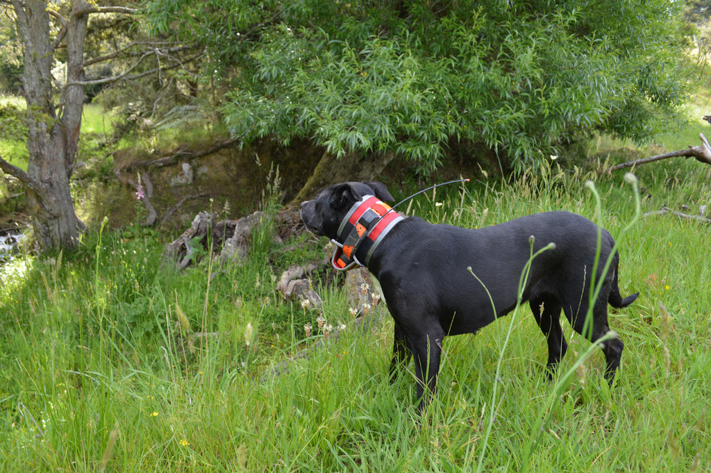 Game Gear Slicker Dog collar red on a dog