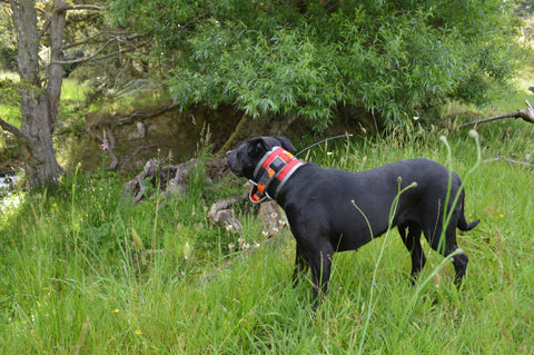 Game Gear Slicker Dog Collar