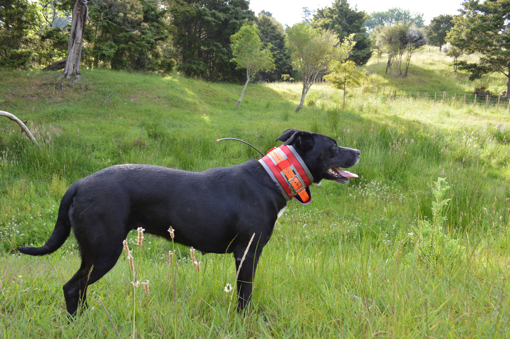 Game Gear Slicker Dog collar red on a dog