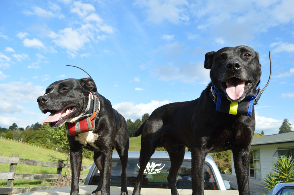 Game Gear Slicker Dog Collar on two dogs