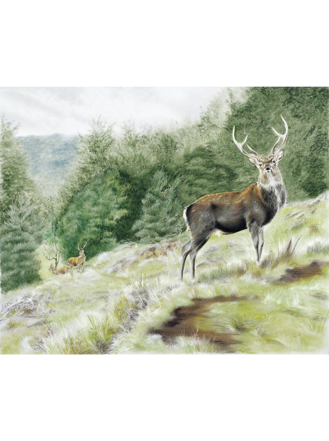 Sika Stags