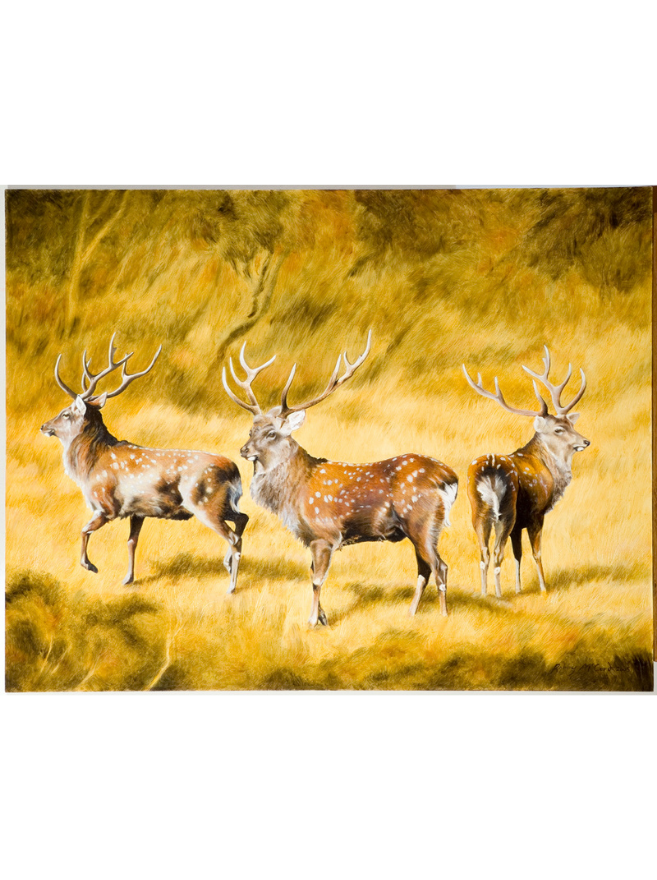 Trio of Sika Stags
