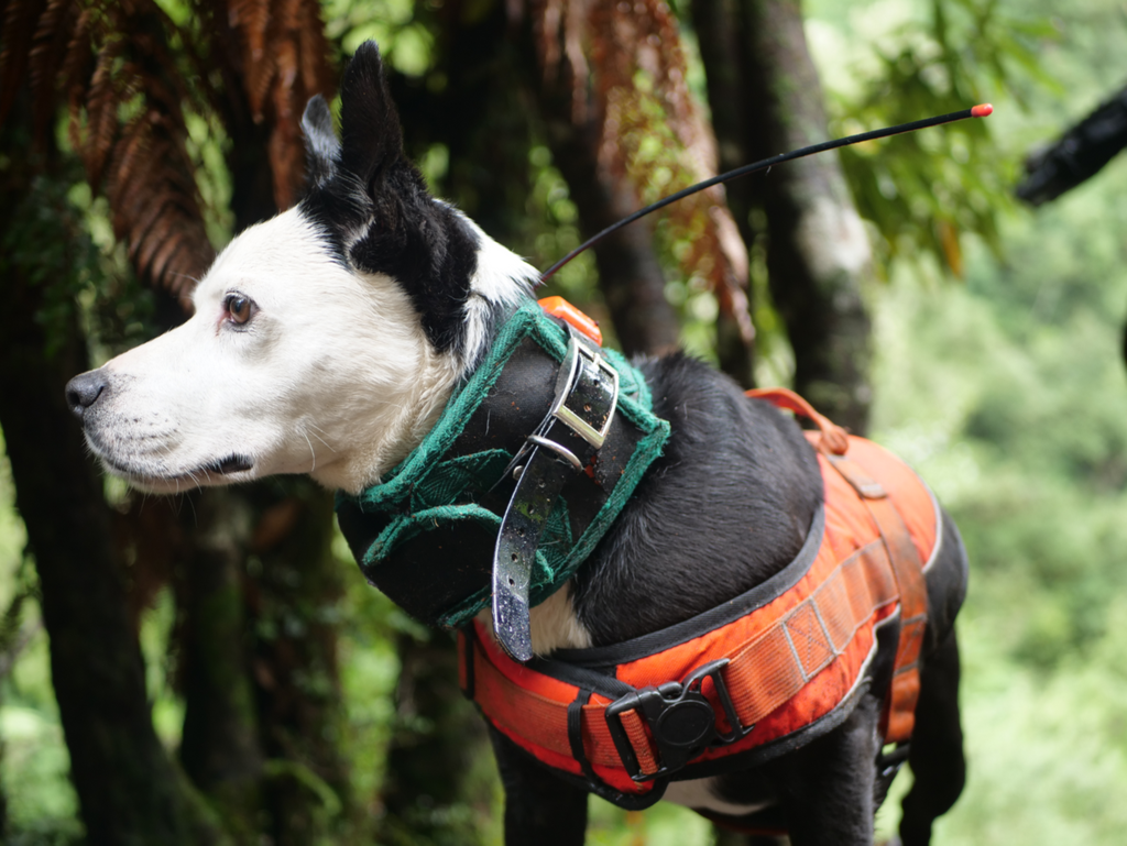 Hunting Dog Orange Hi Viz Safety Jacket/Vest with reflective piping